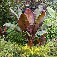 Garden ensete maurelii for sale  Delivered anywhere in UK