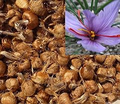Saffron bulbs fresh for sale  Delivered anywhere in USA 