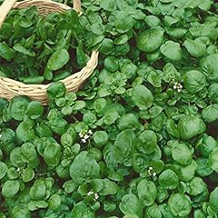 Watercress garden seeds for sale  Delivered anywhere in USA 