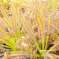 Sundew seeds drosera for sale  Delivered anywhere in USA 
