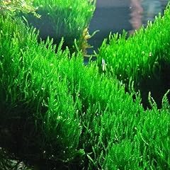 Moss aquariums live for sale  Delivered anywhere in USA 