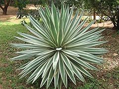 Heirloom agave angustifolia usato  Spedito ovunque in Italia 