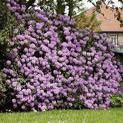 Brighter blooms lavender for sale  Delivered anywhere in USA 