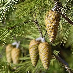 Pinus halepensis tree for sale  Delivered anywhere in USA 