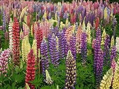 Lupin russell mixed for sale  Delivered anywhere in UK