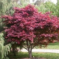 Emperor red japanese for sale  Delivered anywhere in USA 