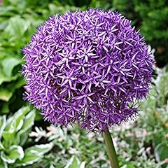 2ltr potted allium for sale  Delivered anywhere in UK