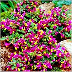 Growon shrubs polygala for sale  Delivered anywhere in UK