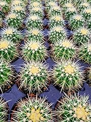 Echinocactus grusonii golden for sale  Delivered anywhere in USA 