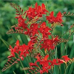 Gardening treasures crocosmia for sale  Delivered anywhere in USA 