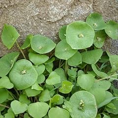 100 seeds claytonia for sale  Delivered anywhere in USA 