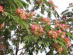 Mimosenbaum seidenbaum samen gebraucht kaufen  Wird an jeden Ort in Deutschland