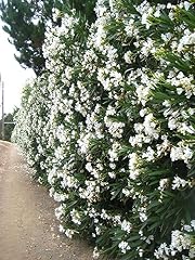 White oleander sister for sale  Delivered anywhere in USA 