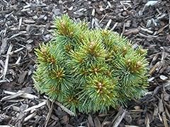 Dwarf korean pine for sale  Delivered anywhere in USA 