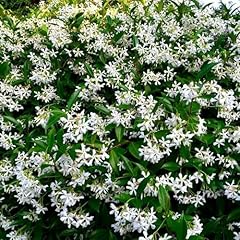 150 climbing jasmine for sale  Delivered anywhere in USA 