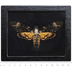 Acherontia atropos black for sale  Delivered anywhere in USA 