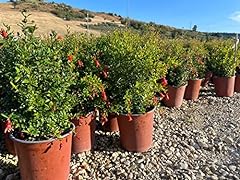 Punica granatum nana usato  Spedito ovunque in Italia 