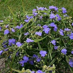 Votaniki tradescantia amethyst for sale  Delivered anywhere in USA 