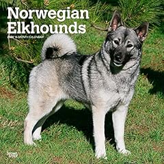 Norwegian elkhounds 2024 for sale  Delivered anywhere in UK