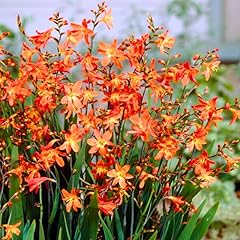 Orange crocosmia bulbs for sale  Delivered anywhere in USA 