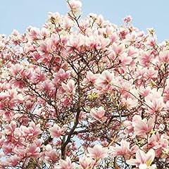 Magnolia seeds saucer for sale  Delivered anywhere in USA 