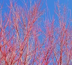 Red dogwood cuttings for sale  Delivered anywhere in USA 