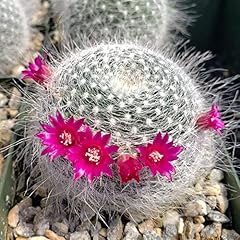 Mammillaria hahniana cacti for sale  Delivered anywhere in USA 