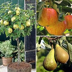 Dwarf patio fruit for sale  Delivered anywhere in UK