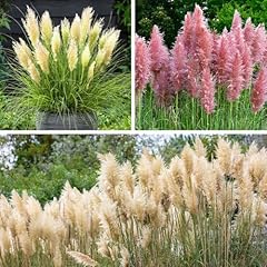 Yougarden pampas grass for sale  Delivered anywhere in UK