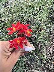 Epidendrum orchid red for sale  Delivered anywhere in USA 