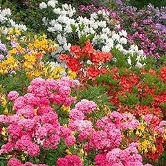 Mixed rhododendrons bushy for sale  Delivered anywhere in UK