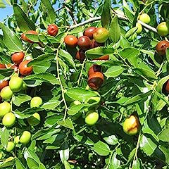 Ziziphus mauritiana seeds for sale  Delivered anywhere in USA 