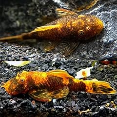 Calico bushynose pleco for sale  Delivered anywhere in USA 
