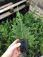 Generic leyland cypress for sale  Delivered anywhere in USA 