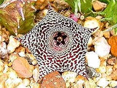 Portal cool huernia usato  Spedito ovunque in Italia 
