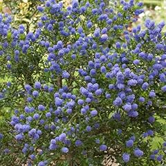 Yougarden californian lilac for sale  Delivered anywhere in UK