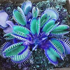 Qauzuy garden blue for sale  Delivered anywhere in USA 