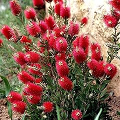 Callistemon laevis vaso usato  Spedito ovunque in Italia 