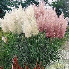 Gardenersdream cortaderia sell for sale  Delivered anywhere in UK