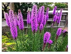 Liatris spicata summer for sale  Delivered anywhere in UK
