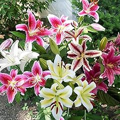 Lilies oriental mixed for sale  Delivered anywhere in UK