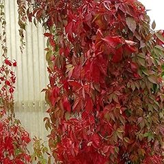 Parthenocissus quinquefolia en usato  Spedito ovunque in Italia 