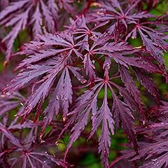 Acer palmatum dissectum gebraucht kaufen  Wird an jeden Ort in Deutschland