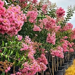 Sioux pink crape for sale  Delivered anywhere in USA 