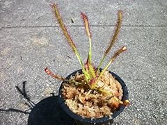 Carnivorous cape sundew for sale  Delivered anywhere in USA 