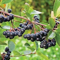 Viking chokeberry plant for sale  Delivered anywhere in USA 