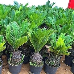 Generic semi cycas usato  Spedito ovunque in Italia 