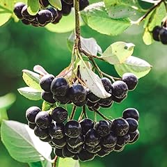 Pianta aronia prunifolia usato  Spedito ovunque in Italia 