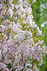 Zierkirsche amanogawa prunus gebraucht kaufen  Wird an jeden Ort in Deutschland