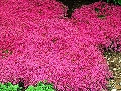 Greenwood nursery live for sale  Delivered anywhere in USA 